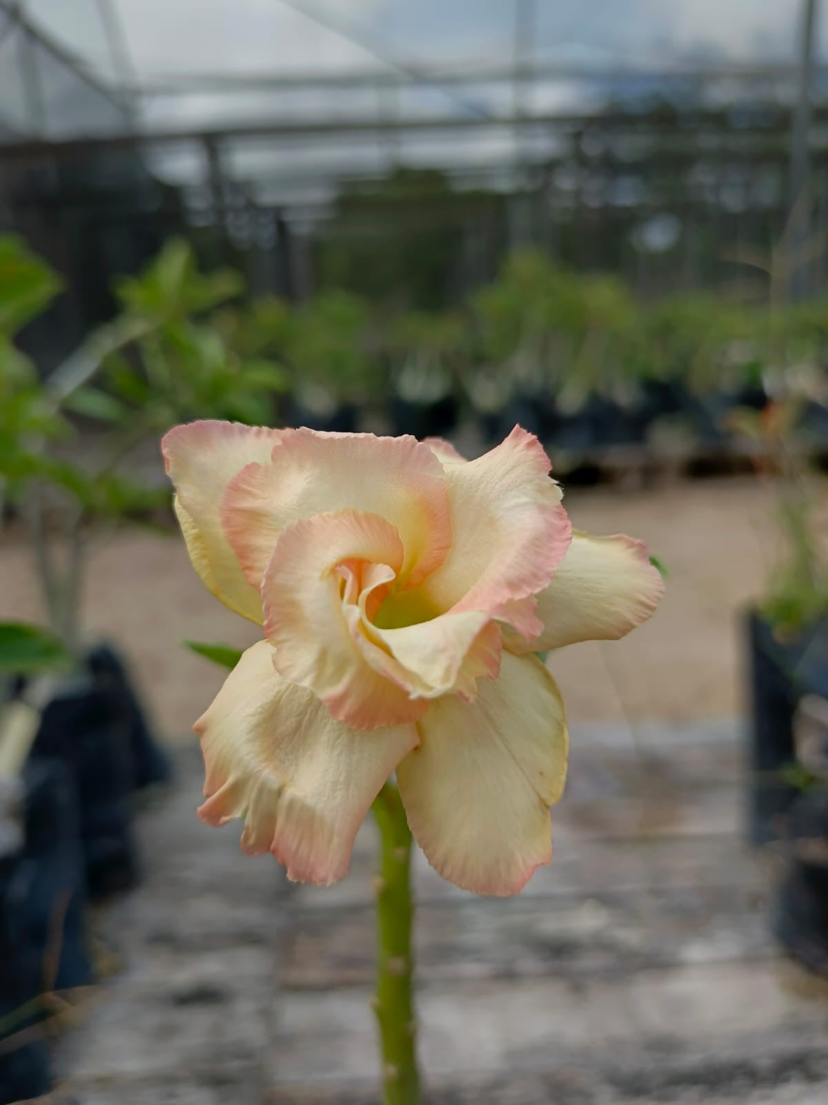 LJ 06 - GOLDEN QUEEN - ENXERTO