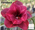 LJ 23 - PANDORA PERFUMADA ENXERTO