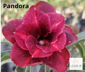 LJ 23 - PANDORA PERFUMADA ENXERTO