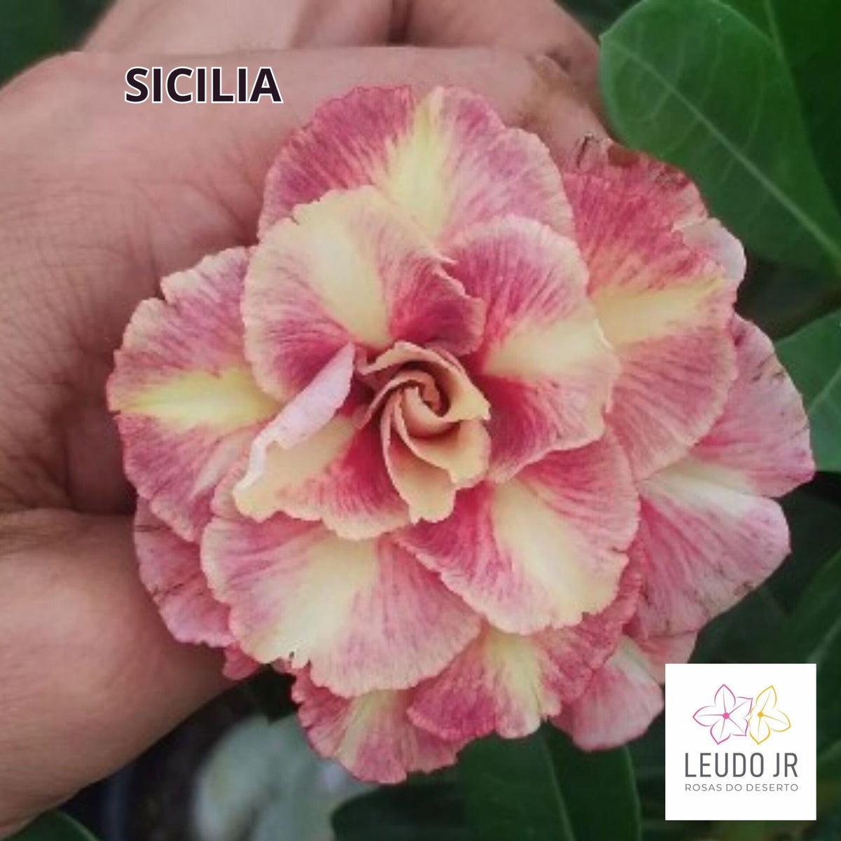 SICILIA ENXERTO
